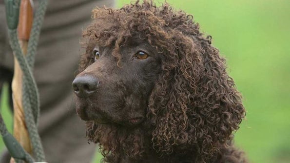 dog3