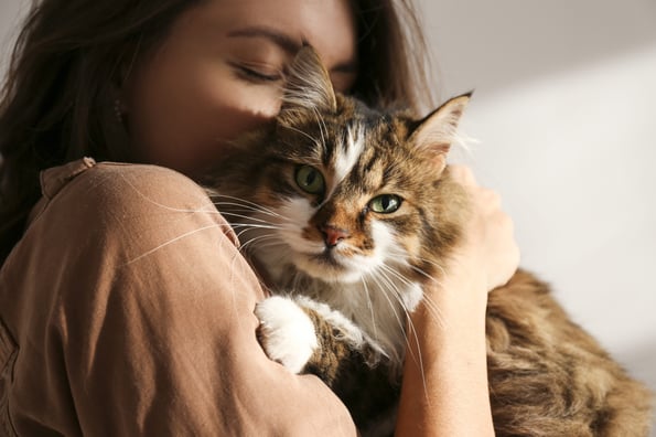 Great Reasons To Try CBD For Dogs And Cats