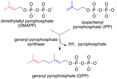 geranyl pyrophosphate