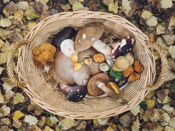 Boosting Your Immune System
