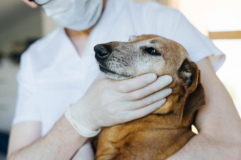 An adult red Dachshund is being examined by a veterinarian. A veterinarian checks the teeth of an old red dog.