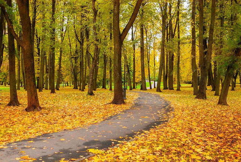 forest