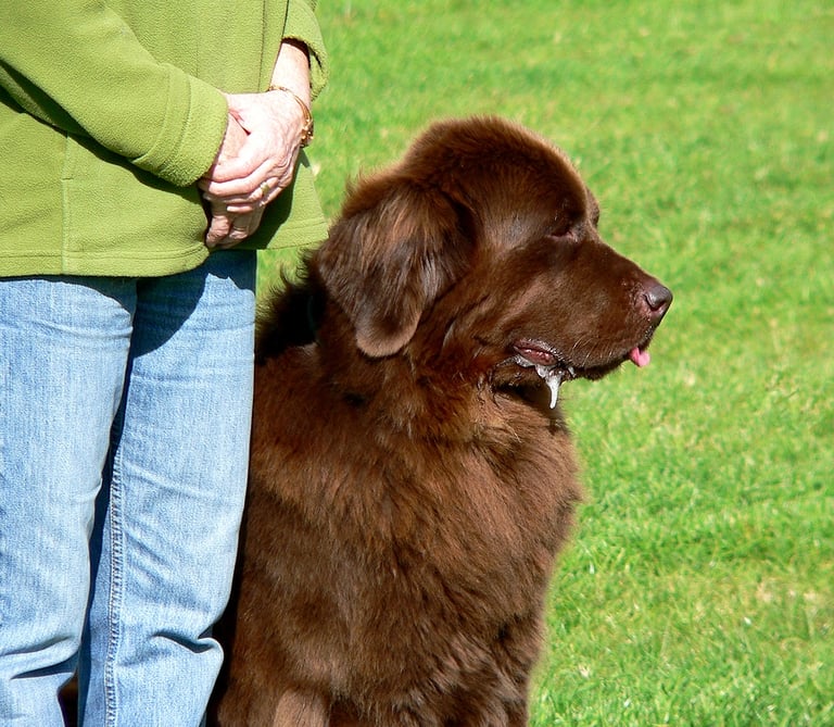 dog training