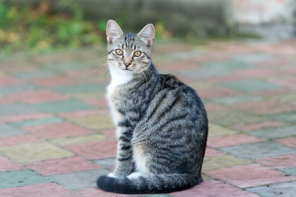 They deserve the love. outbred cat sit on road. domestic animal. pet sitting outside. vet and veterinarian. purebred and pedigreed. mestizo pet. cat in street. fluffy kitten outdoor. homeless animals.