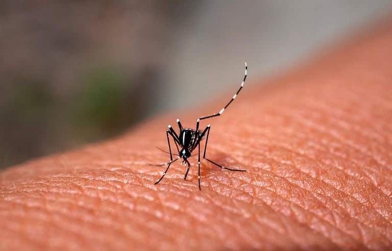 The Ultimate Guide on How to Avoid Mosquito Infestation