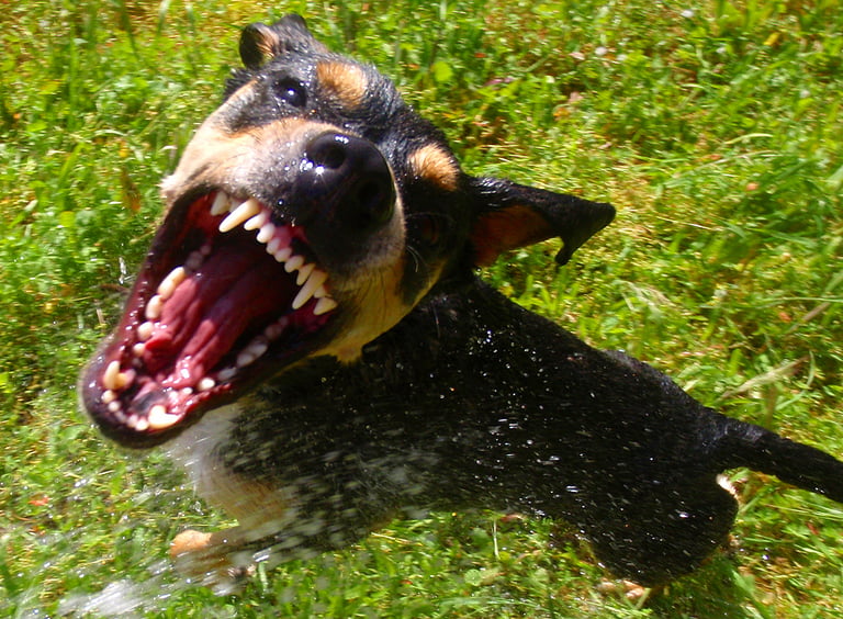 A hostile dog tries to maul the camera.