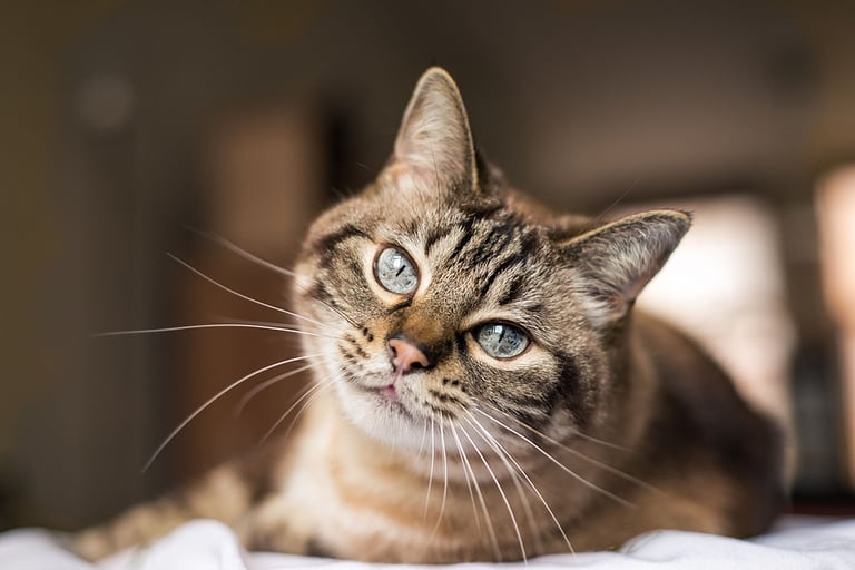 Cat pictures, cat eyes, cute cat, innocent cat pictures, close-up cat pictures, pictures of the most beautiful cat. copyspace