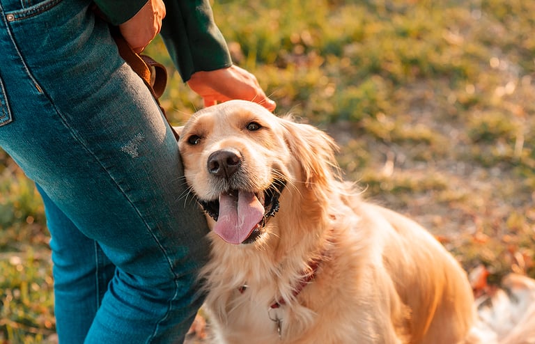 Top Health Care Tips Every Dog Owner Needs to Follow