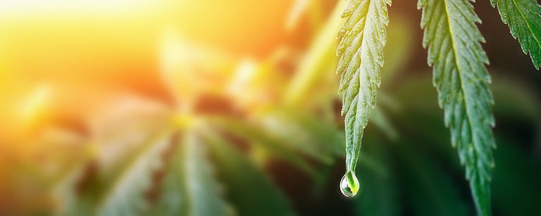 Concept Hemp Oil, CBD Chemical Formula, Cannabis oil, Medical herb concept. Cannabidiol or CBD molecular structural chemical formula. Beautiful background of cannabis, the place for copy space.
