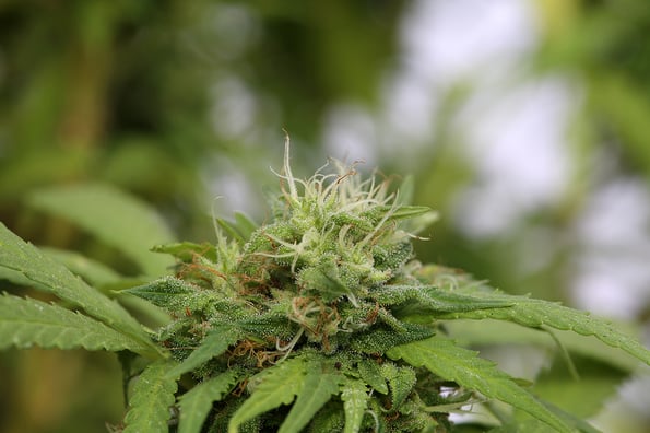 Cannabis Sativa. Close Up of a Flowering Female Marijuana Plant. Cannabis Sativa Flower. Marijuana is now Legal for Recreational and Medical Use.