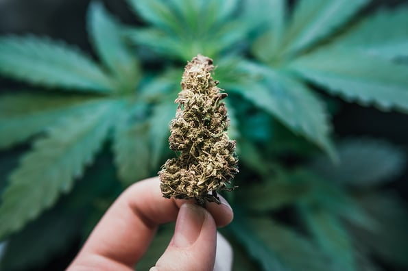 weed