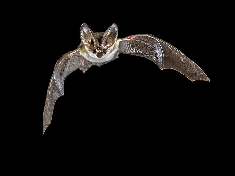 Best Ways to Get Rid of Bats from Your Home in Pearl, MS