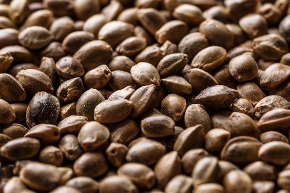 Many Cannabis seeds. Macro detail of marijuana seed.Hemp seeds background in macro.Medicinal cannabis.top view