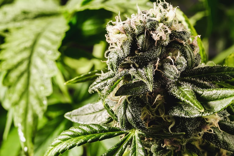 Premium medical cannabis Marijuana Bud With Hairs And Crystals in the background in blur Young cannabis plant. Macro shot of cannabis bud.