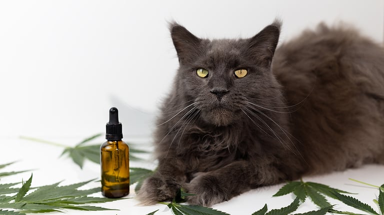 Exploring How Cannabidiol Aids Travel-Anxious Cats