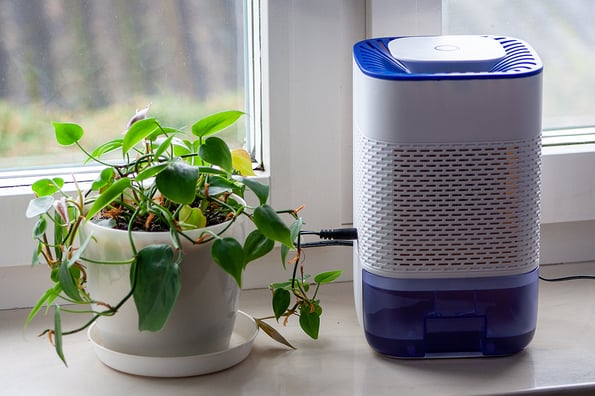 dehumidifier window plant