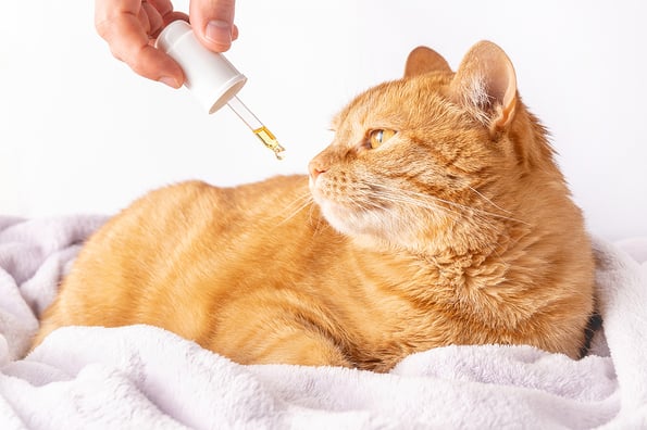 pet pain