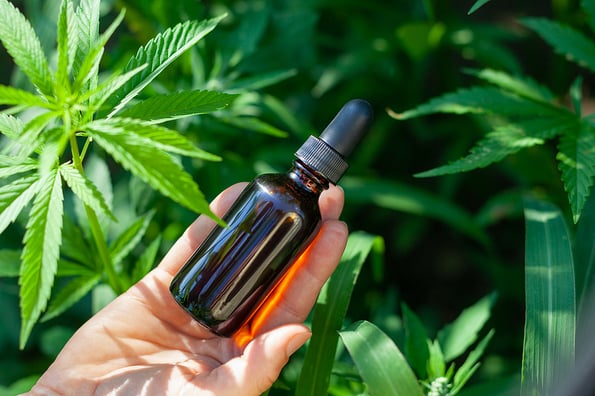 Hemp oil, Hand holding bottle of Cannabis oil against Marijuana plant, CBD oil pipette