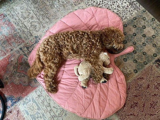 funnyfuzzy, dog