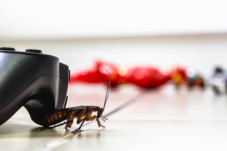 American cockroach, American Periplaneta, messy children's room. Pest concept indoors, pest control