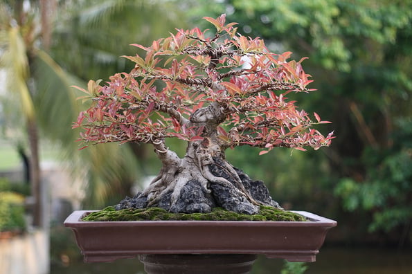 Banyan or ficus bonsai tree.Bonsai in thailand