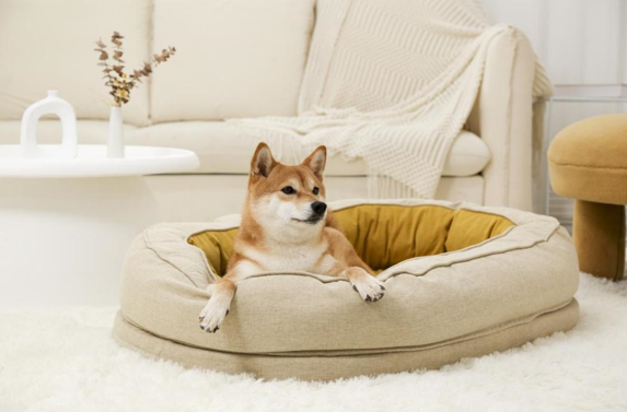 dog bed