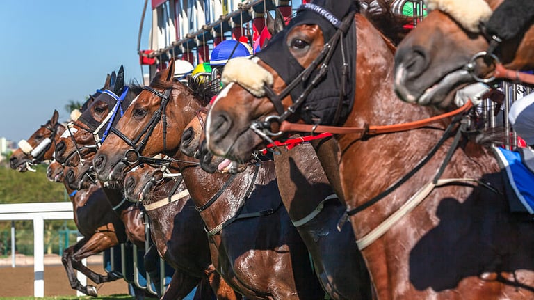 Horse racing horses jockeys close up animals heads exit out start gates for the race .