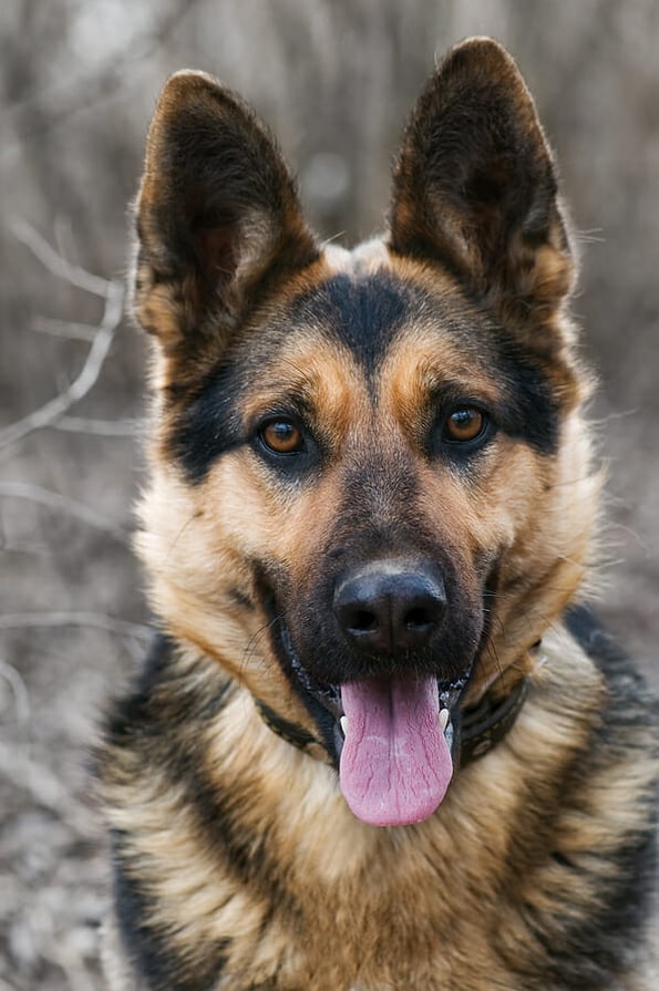 German shepherd portrait close up