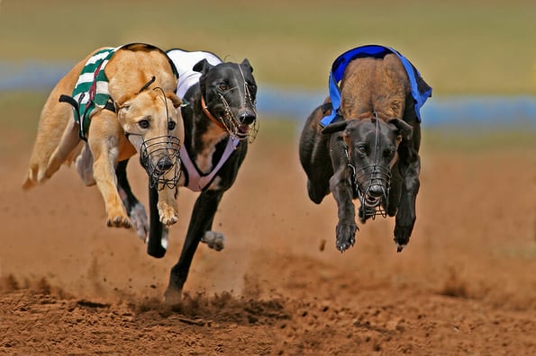 Greyhounds at full speed during a race