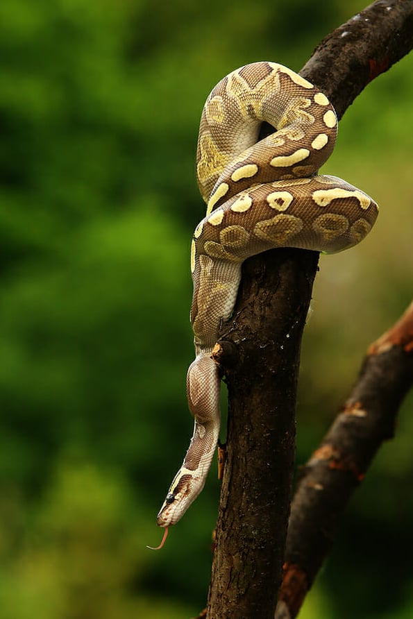 The ball python (Python regius), also called the royal python, on the old branche in green forest. Green background.