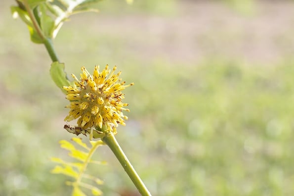 Yellow flower of Mitragyna speciosa (Korth.) Havil or Thai name Kratom is a drug and herb in the garden on blur nature background.