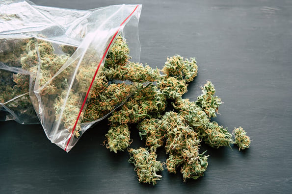 weighs cannabis flower marijuana on a scales concept of legalizing herbs weed close up