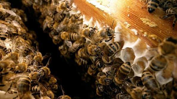 Bee close-up on the honeycomb. Bees inside the beehive. Honeycomb close up. Bee colony in hive macro. Bee eating honey from a honeycomb. Close up of honey bee on honeycomb frame outdoors in an apiary. Bee farm with honey.