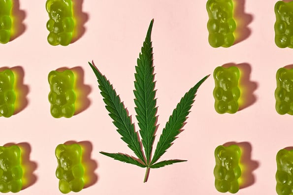 Top view of fresh green marijuana leaf and sweet yummy teddy bear candies in rows on beige background. Light drug and addiction. Herbal medicine and painkiller therapy. Natural organic cannabis