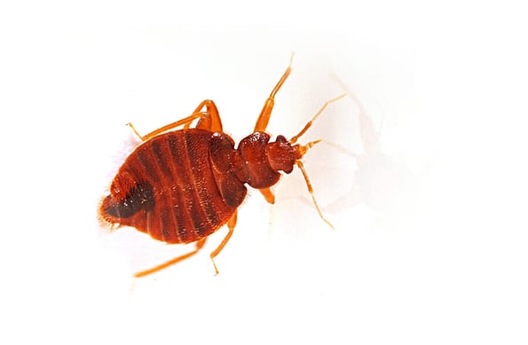 Macro image of an insect bed bugs, clear tube to withdraw blood