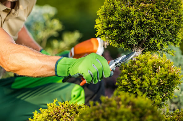 Closeup of Professional Gardener's Hand with Pruning Shears Trimming the Decorative Tree. Garden Landscape Maintenance.