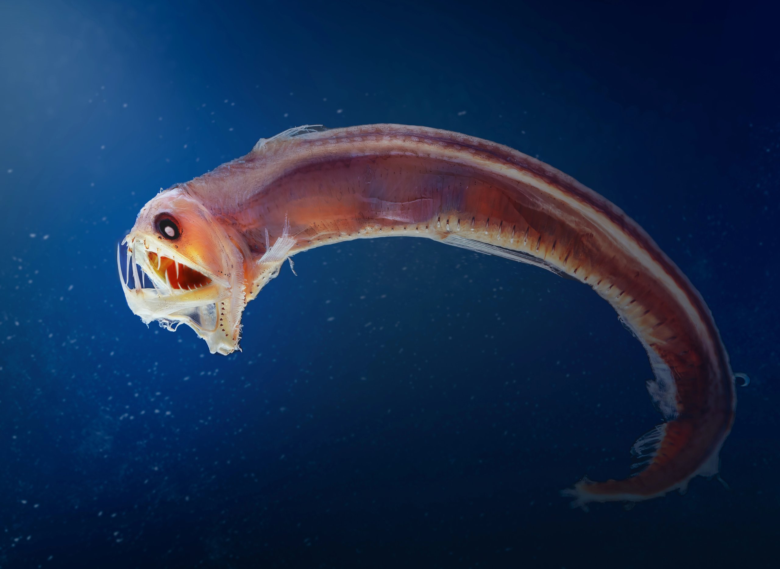 Sloane viperfish (Chauliodus sloani)