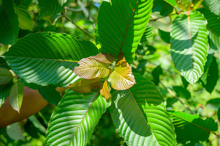 Kratom leaf