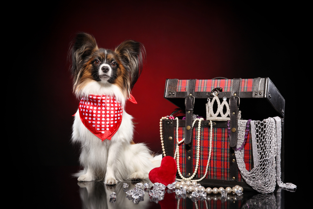 Remove BG Save Share Sample Papillon dog sitting near treasure chest showcasing luxury pet accessories