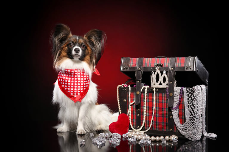 14 Ridiculously Expensive Luxury Pet Accessories for Pampered Pets