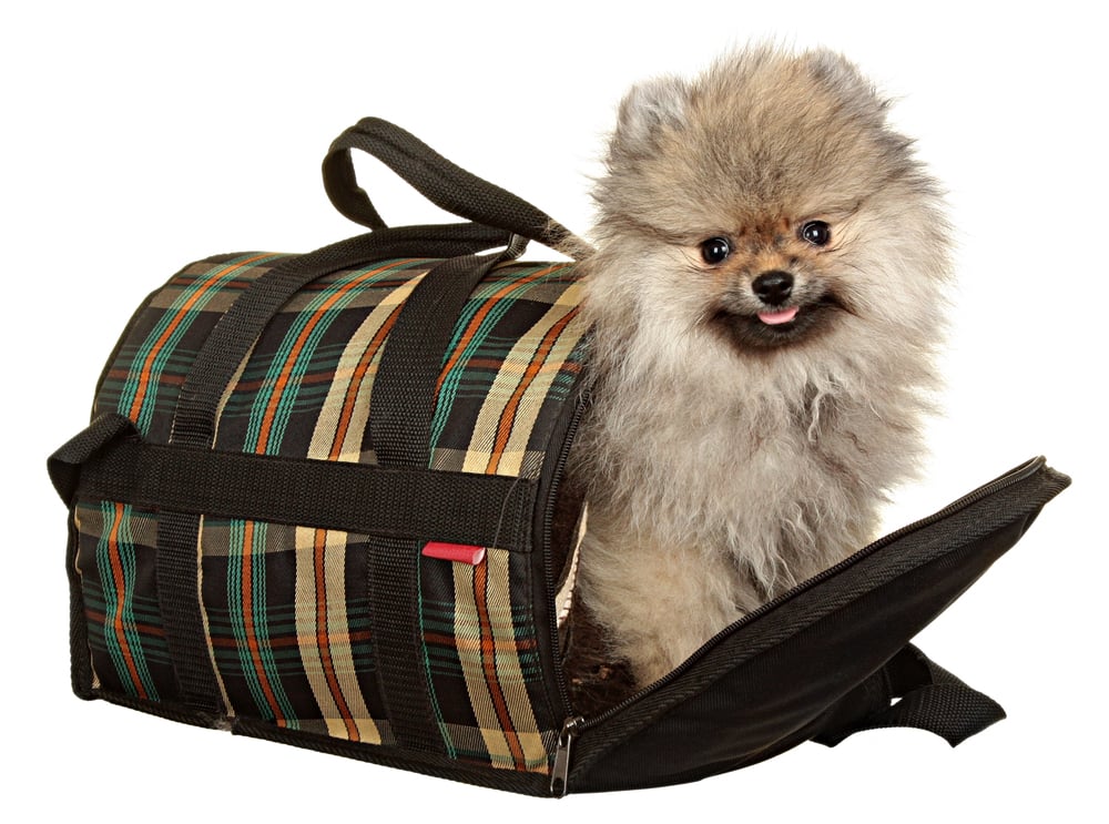 A dog in pet carrier against a white background