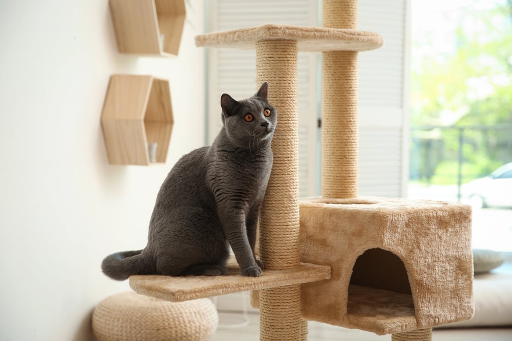 Cute pet on cat tree at home