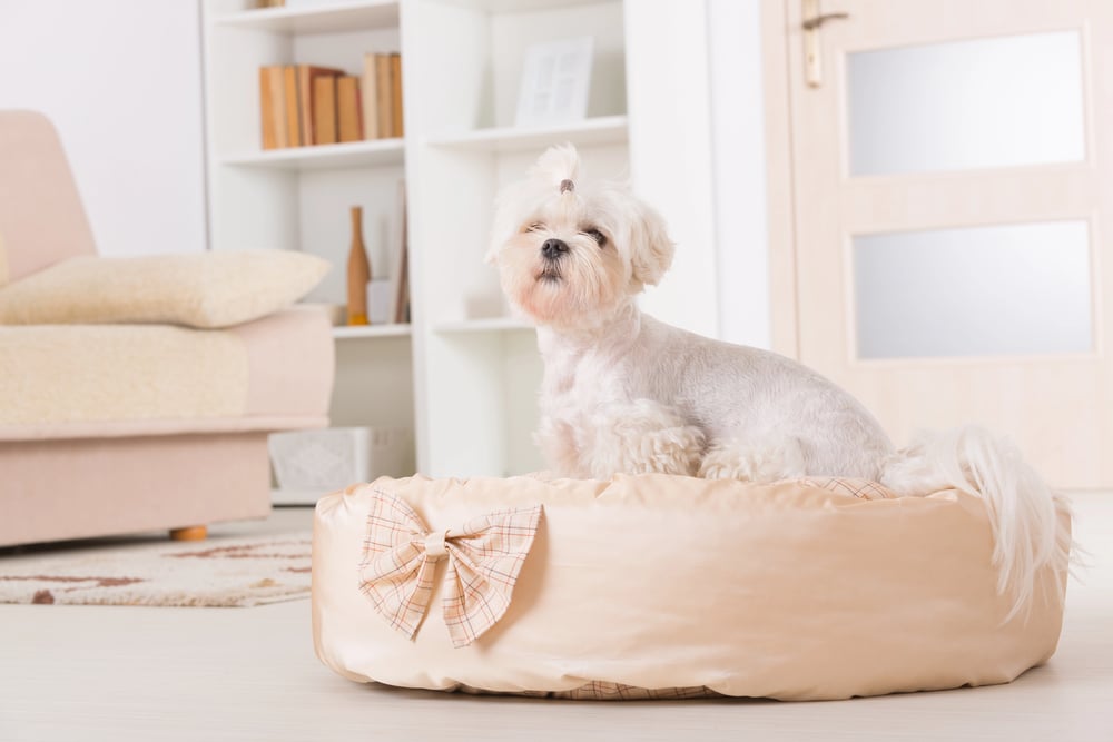 a cute dog on the dog bed showcasing luxury pet beds for small dogs