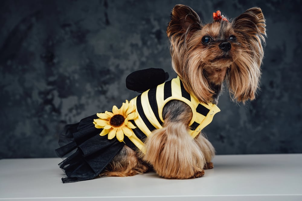 Yorkshire dog wearing a bee dress against dark background