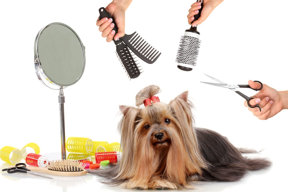 Yorkshire terrier grooming
