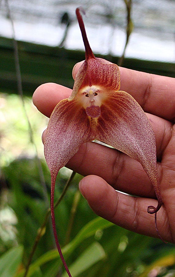 Monkey Orchid: The Weird Real Flower That Looks Like a Monkey