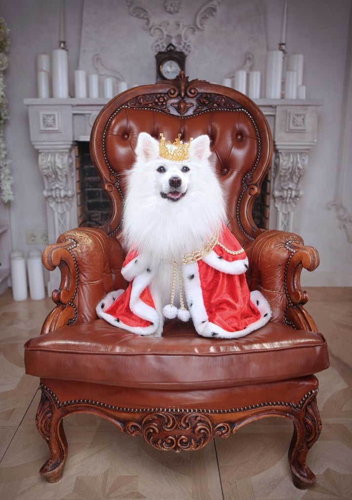 A dog in a royal robe and crown sitting on a fancy chair