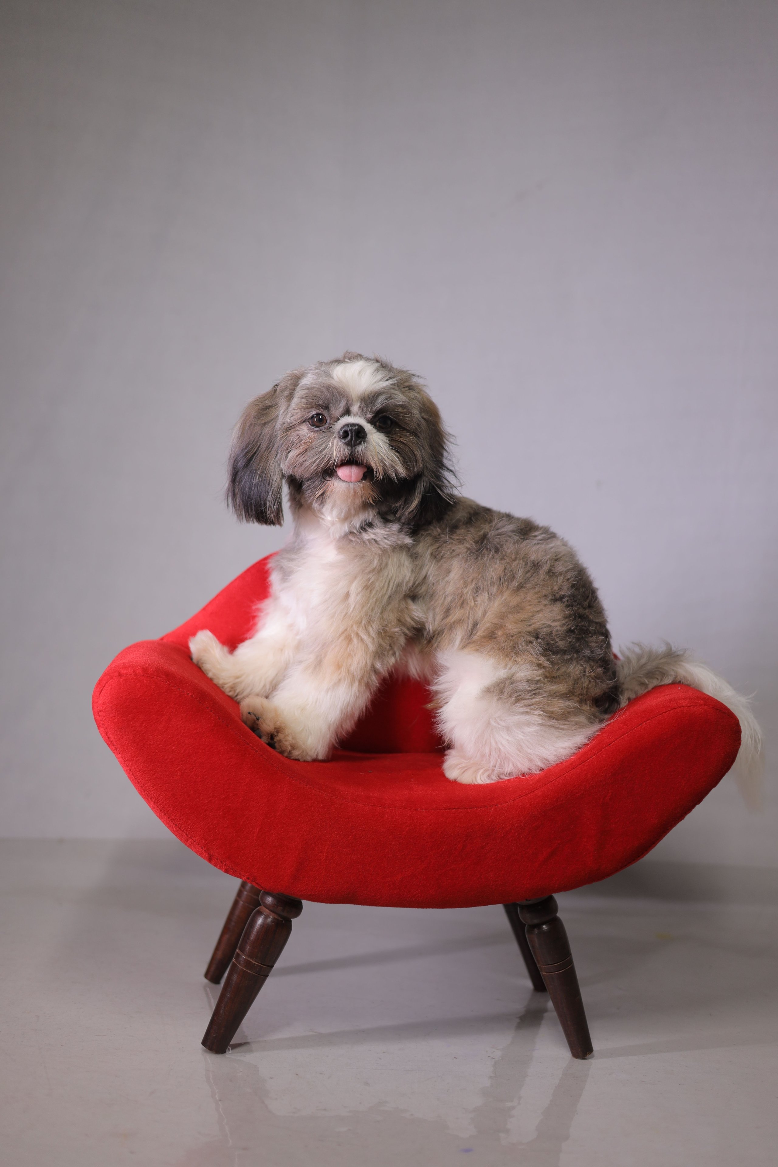 A small dog seated on a velvet piece of custom pet furniture.