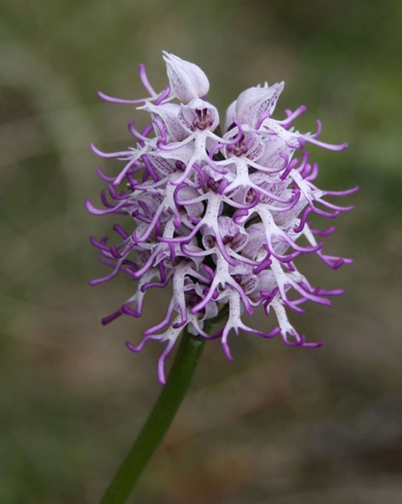 Orchis simia orchid with flowers that resemble a monkey's body