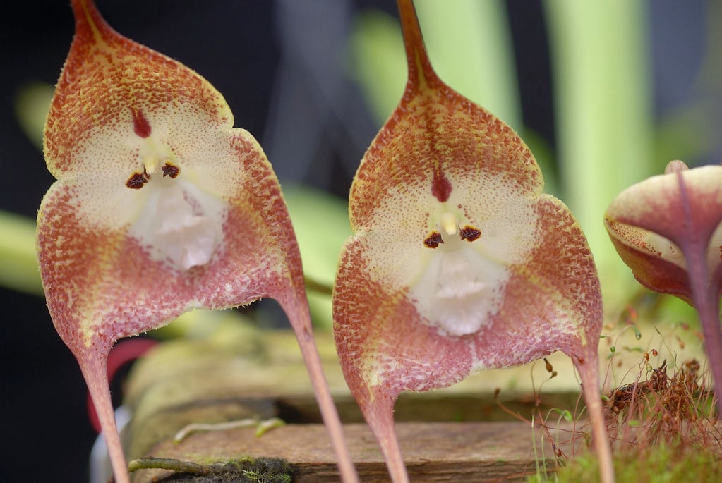Two monkey orchid flowers with orange and yellow petals